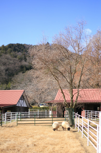 畜産センター