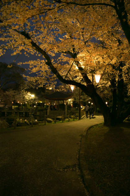 岐阜公園　夜桜